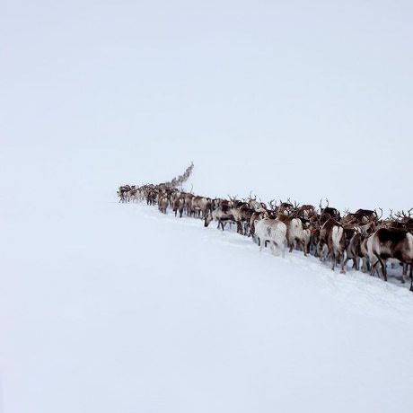https://mdw-travel-data-us-east-1.s3.amazonaws.com/img/country/Canada/Reindeer-Migration/img_04.jpg