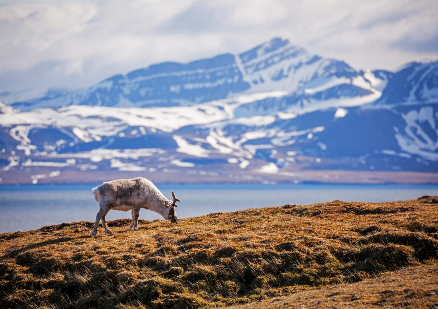 https://mdw-travel-data-us-east-1.s3.amazonaws.com/img/country/Canada/Reindeer-Migration/img_05.jpg