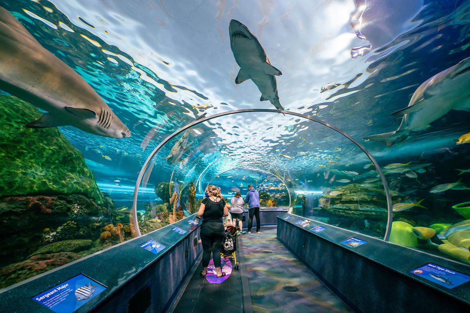 https://mdw-travel-data-us-east-1.s3.amazonaws.com/img/country/Canada/Ripleys-Aquarium-of-Canada/img_01.jpg