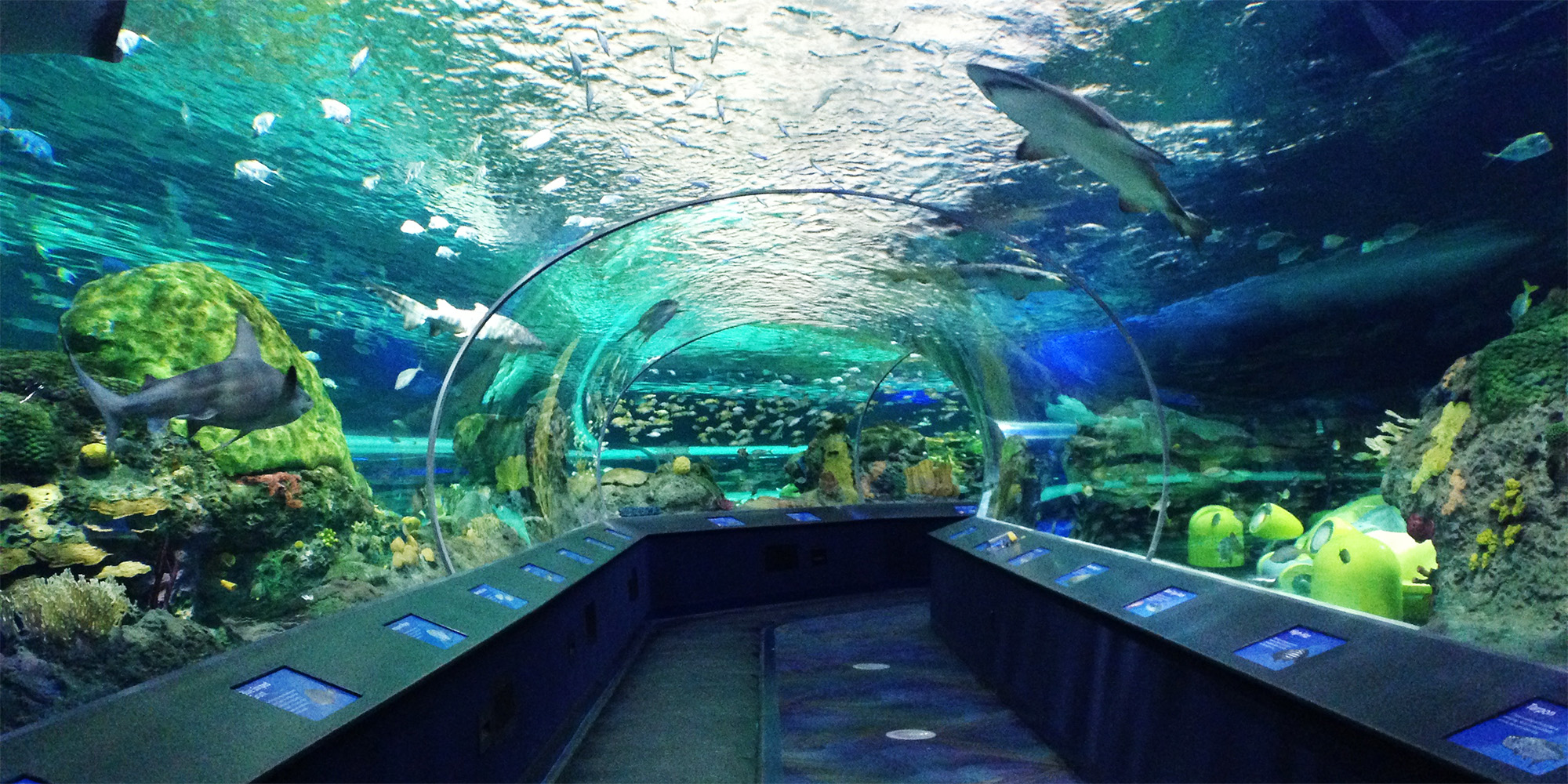 https://mdw-travel-data-us-east-1.s3.amazonaws.com/img/country/Canada/Ripleys-Aquarium-of-Canada/img_02.jpg