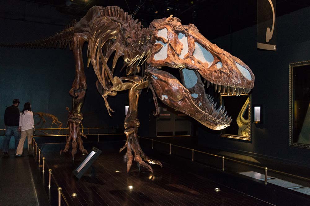 https://mdw-travel-data-us-east-1.s3.amazonaws.com/img/country/Canada/Royal-Tyrrell-Museum/img_00.jpg