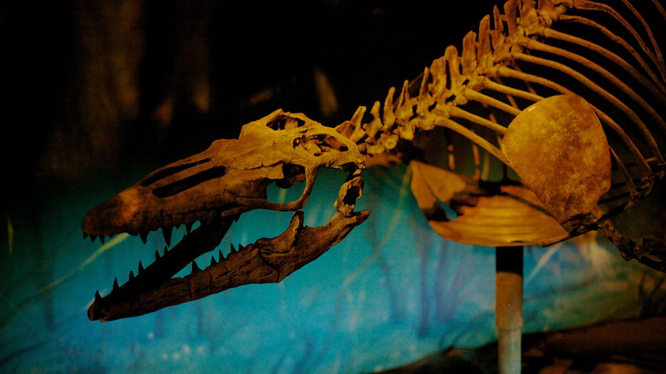 https://mdw-travel-data-us-east-1.s3.amazonaws.com/img/country/Canada/Royal-Tyrrell-Museum/img_01.jpg