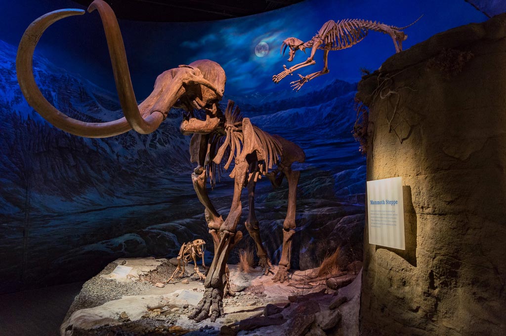 https://mdw-travel-data-us-east-1.s3.amazonaws.com/img/country/Canada/Royal-Tyrrell-Museum/img_04.jpg