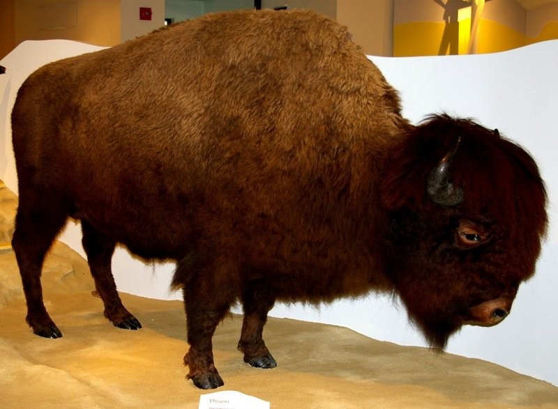 https://mdw-travel-data-us-east-1.s3.amazonaws.com/img/country/Canada/Swift-Current-Museum/img_02.jpg