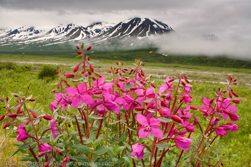 https://mdw-travel-data-us-east-1.s3.amazonaws.com/img/country/Canada/Tatshenshini-Alsek-Provincial-Park/img_04.jpg