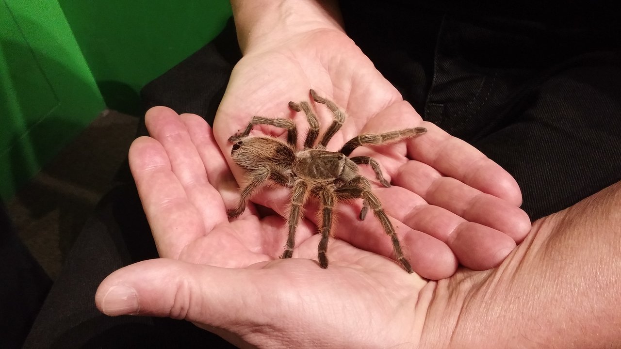 https://mdw-travel-data-us-east-1.s3.amazonaws.com/img/country/Canada/Victoria-Bug-Zoo/img_02.jpg