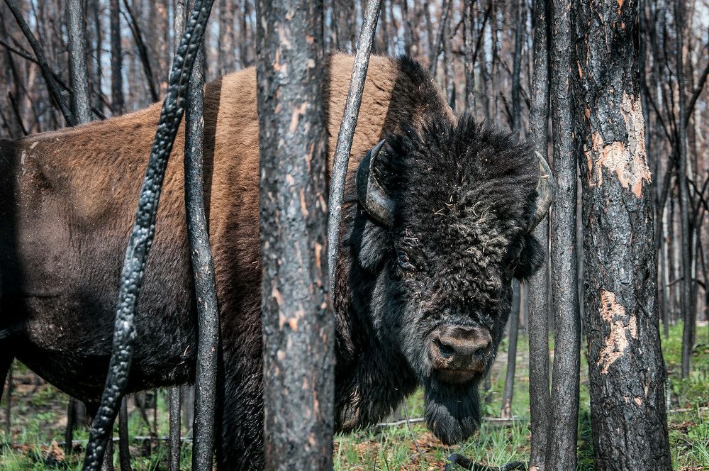 https://mdw-travel-data-us-east-1.s3.amazonaws.com/img/country/Canada/Wood-Buffalo-National-Park/img_04.jpg