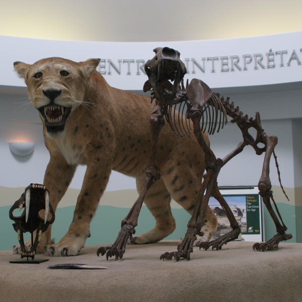 https://mdw-travel-data-us-east-1.s3.amazonaws.com/img/country/Canada/Yukon-Beringia-Interpretive-Centre/img_02.jpg