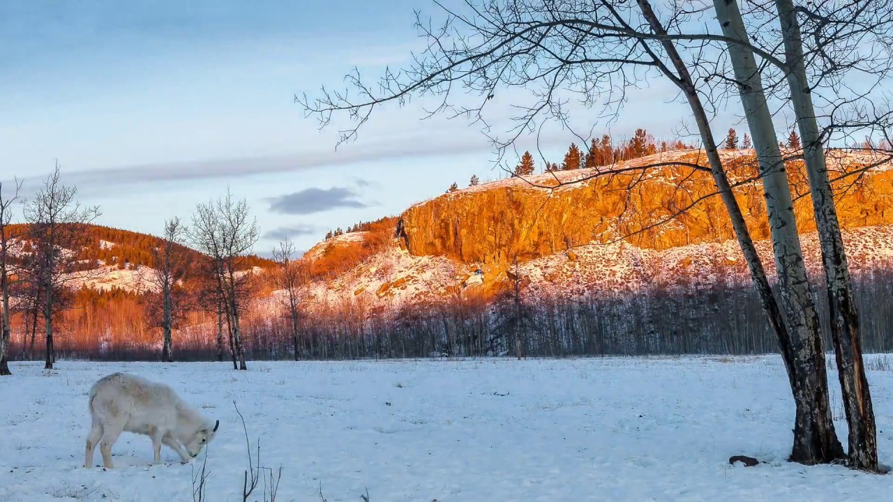 https://mdw-travel-data-us-east-1.s3.amazonaws.com/img/country/Canada/Yukon-Wildlife-Preserve/img_01.jpg