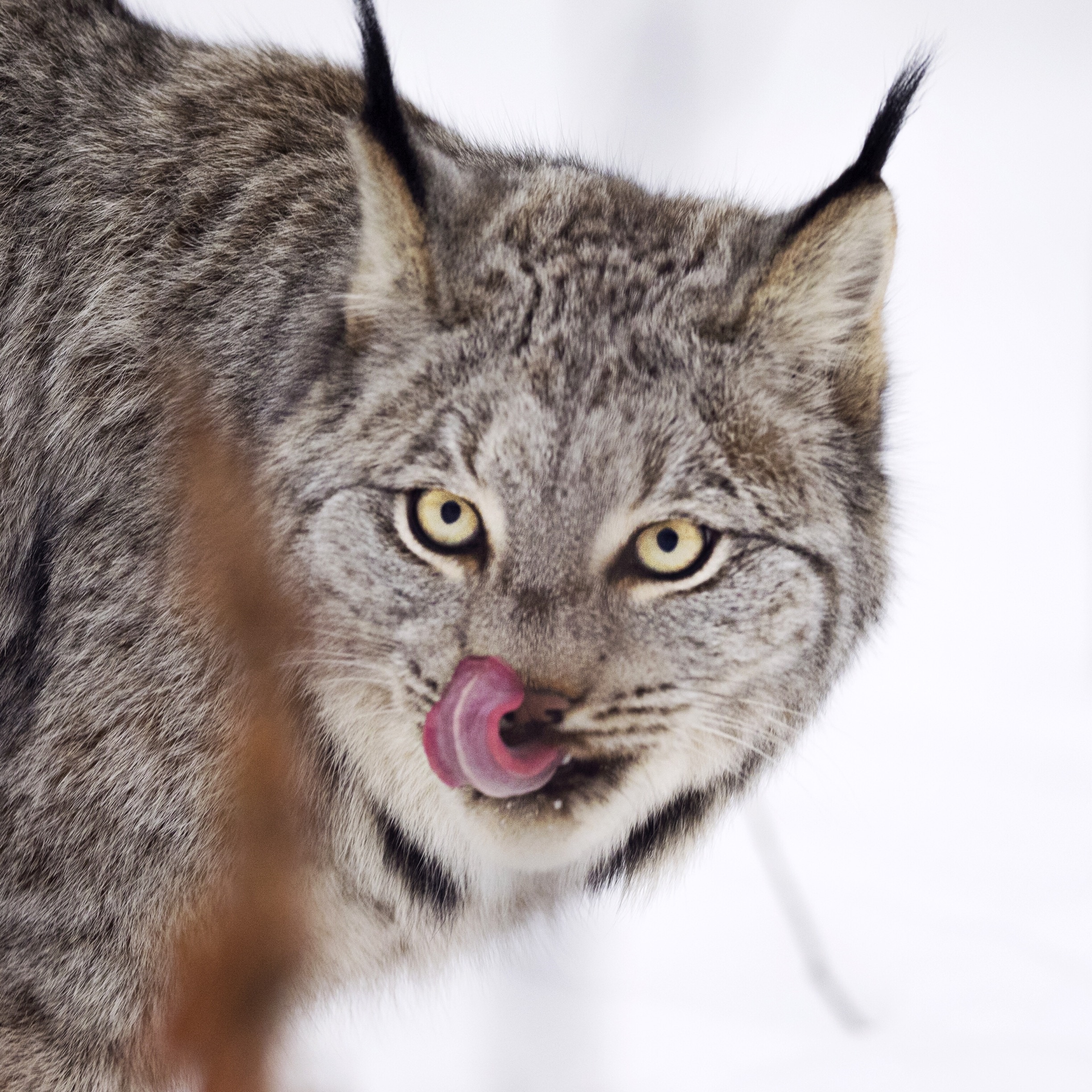 https://mdw-travel-data-us-east-1.s3.amazonaws.com/img/country/Canada/Yukon-Wildlife-Preserve/img_02.jpg