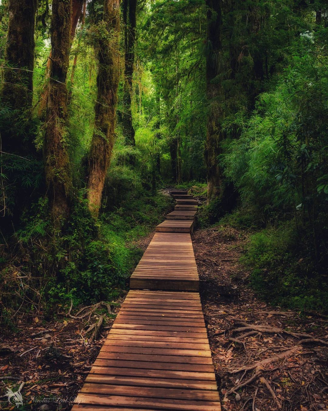 https://mdw-travel-data-us-east-1.s3.amazonaws.com/img/country/Chile/Alerce-Andino-National-Park/img_01.jpg