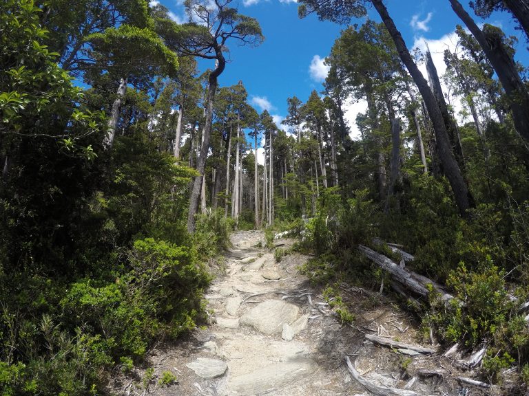 https://mdw-travel-data-us-east-1.s3.amazonaws.com/img/country/Chile/Alerce-Costero-National-Park/img_02.jpg