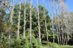 https://mdw-travel-data-us-east-1.s3.amazonaws.com/img/country/Chile/Botanical-Garden-of-Universidad-Austral-de-Chile/img_03.jpg