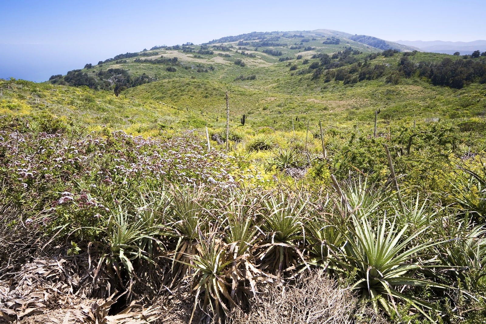 https://mdw-travel-data-us-east-1.s3.amazonaws.com/img/country/Chile/Fray-Jorge-National-Park/img_02.jpg