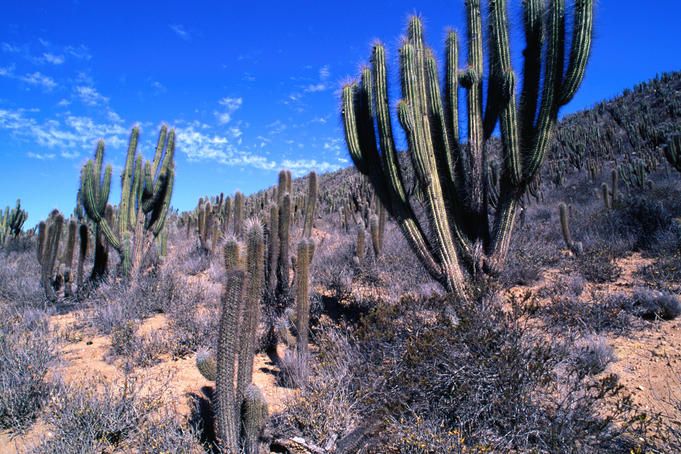 https://mdw-travel-data-us-east-1.s3.amazonaws.com/img/country/Chile/Fray-Jorge-National-Park/img_03.jpg