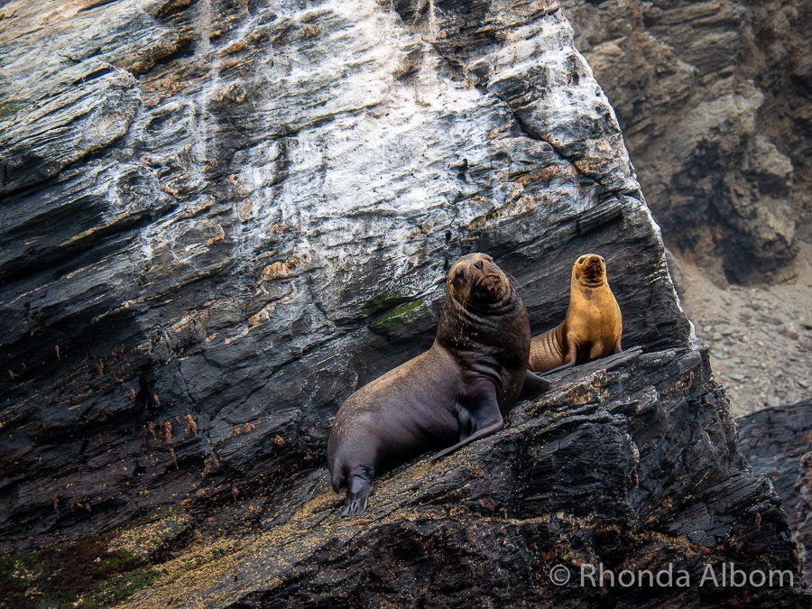 https://mdw-travel-data-us-east-1.s3.amazonaws.com/img/country/Chile/Humboldt-Penguin-National-Reserve/img_01.jpg