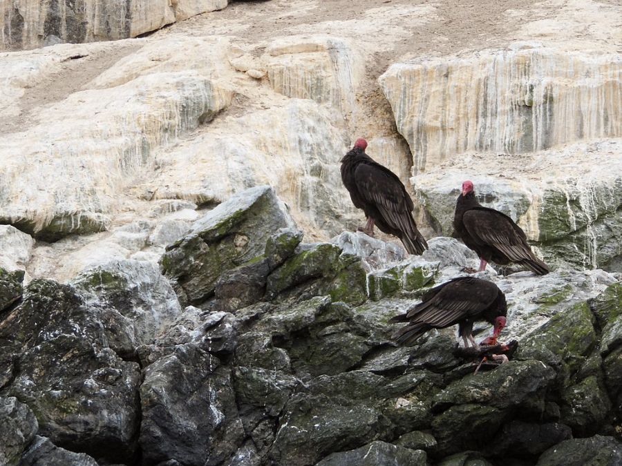 https://mdw-travel-data-us-east-1.s3.amazonaws.com/img/country/Chile/Humboldt-Penguin-National-Reserve/img_03.jpg