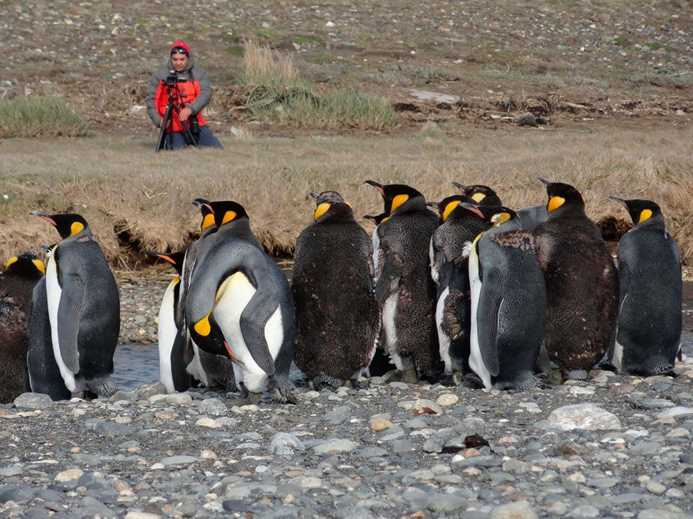 https://mdw-travel-data-us-east-1.s3.amazonaws.com/img/country/Chile/King-Penguin-Park/img_01.jpg