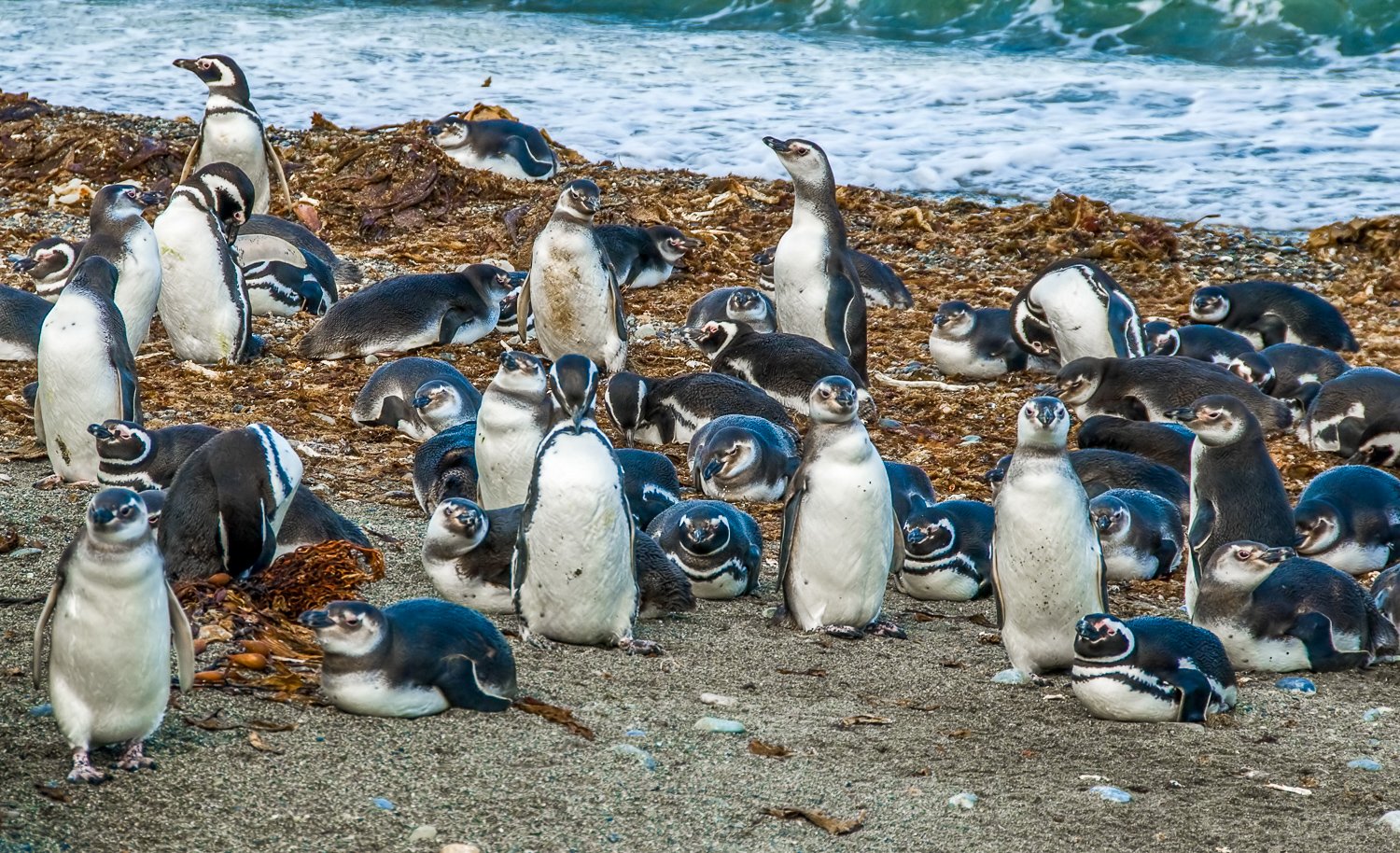 https://mdw-travel-data-us-east-1.s3.amazonaws.com/img/country/Chile/King-Penguin-Park/img_02.jpg