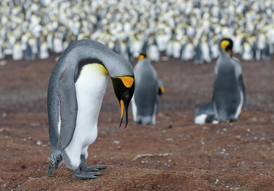 https://mdw-travel-data-us-east-1.s3.amazonaws.com/img/country/Chile/King-Penguin-Park/img_03.jpg