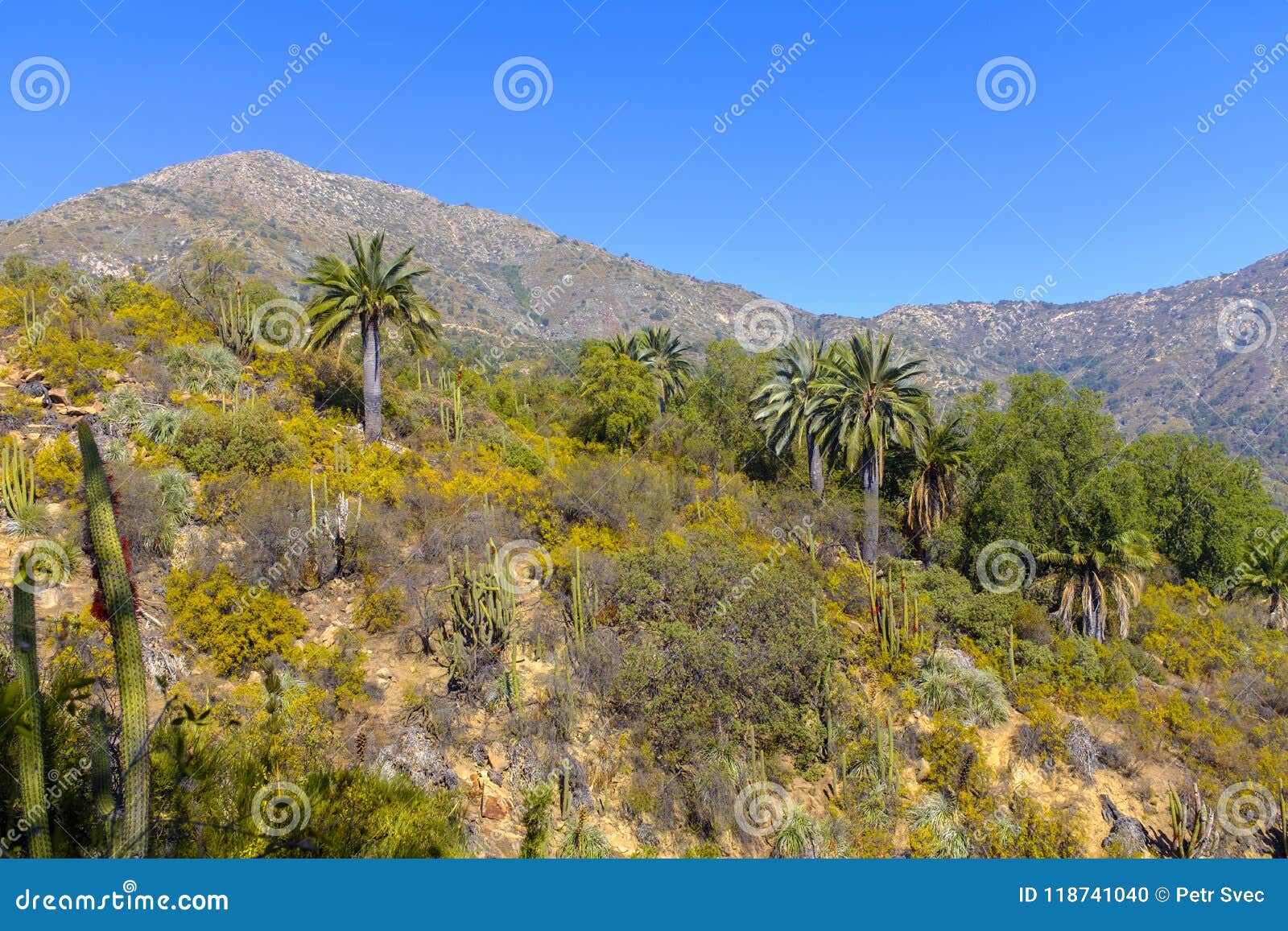 https://mdw-travel-data-us-east-1.s3.amazonaws.com/img/country/Chile/La-Campana-National-Park/img_03.jpg