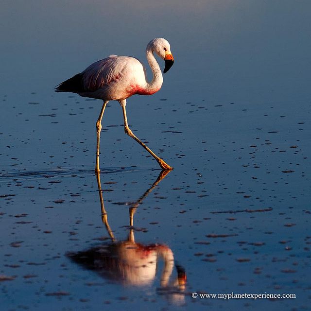 https://mdw-travel-data-us-east-1.s3.amazonaws.com/img/country/Chile/Nacional-Flamingo-Reserve/img_01.jpg