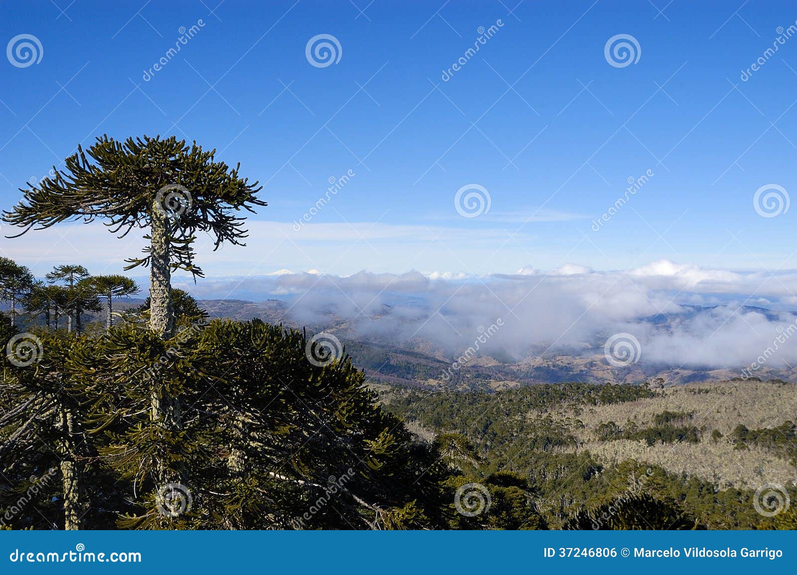 https://mdw-travel-data-us-east-1.s3.amazonaws.com/img/country/Chile/Nahuelbuta-National-Park/img_03.jpg