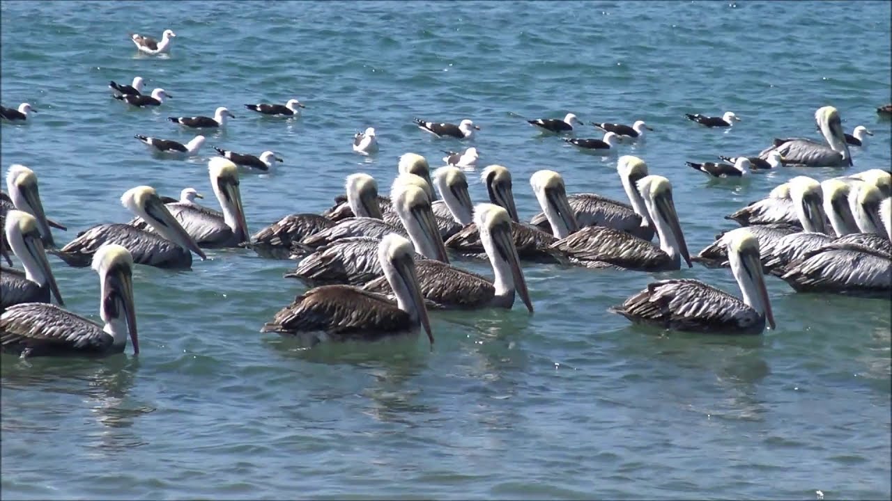 https://mdw-travel-data-us-east-1.s3.amazonaws.com/img/country/Chile/Papudo/img_01.jpg