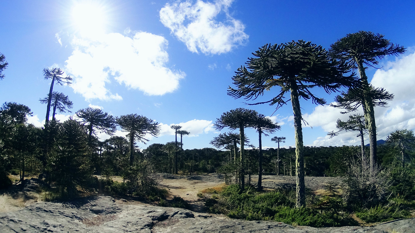 https://mdw-travel-data-us-east-1.s3.amazonaws.com/img/country/Chile/Parque-Nacional-Nahuelbuta/img_00.jpg