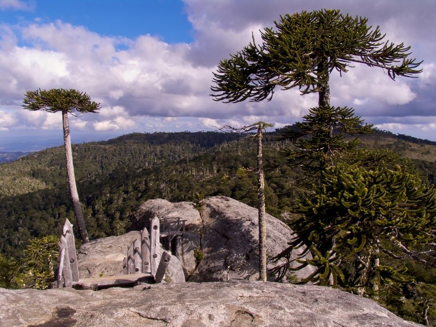 https://mdw-travel-data-us-east-1.s3.amazonaws.com/img/country/Chile/Parque-Nacional-Nahuelbuta/img_01.jpg
