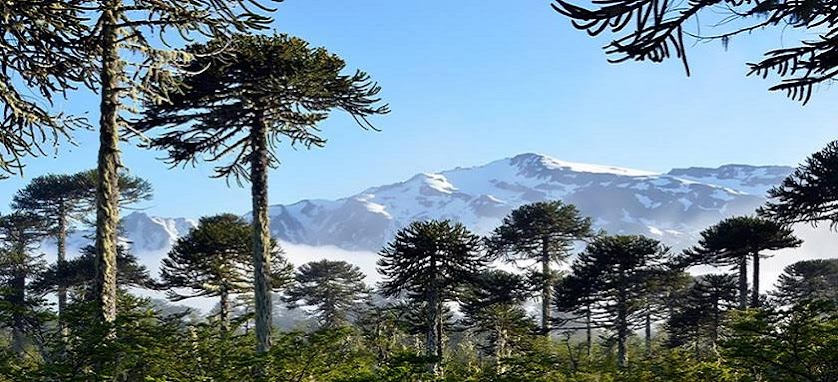 https://mdw-travel-data-us-east-1.s3.amazonaws.com/img/country/Chile/Parque-Nacional-Nahuelbuta/img_02.jpg