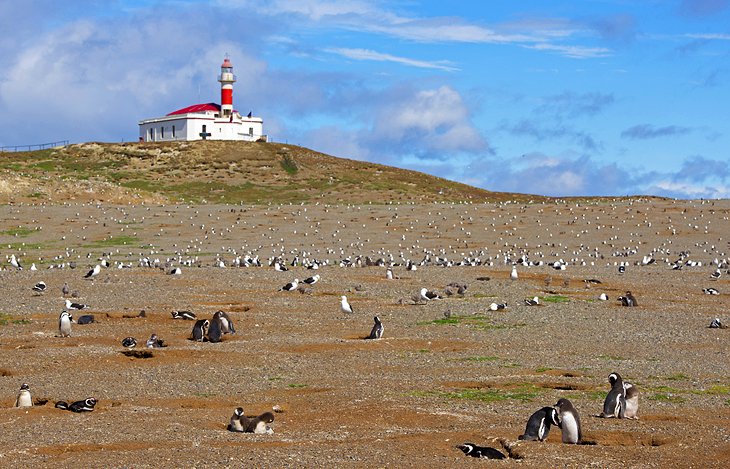 https://mdw-travel-data-us-east-1.s3.amazonaws.com/img/country/Chile/Pinguino-Rey-Monument/img_03.jpg