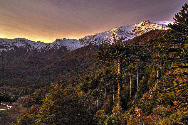 https://mdw-travel-data-us-east-1.s3.amazonaws.com/img/country/Chile/Reserva-Nacional-China-Muerta/img_02.jpg