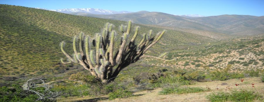 https://mdw-travel-data-us-east-1.s3.amazonaws.com/img/country/Chile/Reserva-Nacional-Las-Chinchillas/img_03.jpg