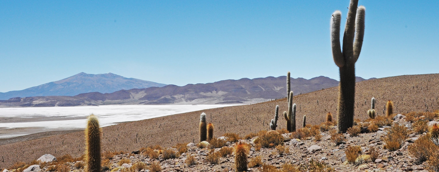 https://mdw-travel-data-us-east-1.s3.amazonaws.com/img/country/Chile/Reserva-Nacional-Pampa-del-Tamarugal/img_01.jpg