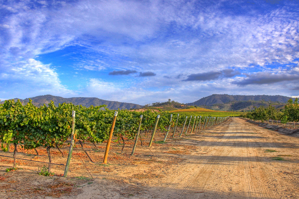 https://mdw-travel-data-us-east-1.s3.amazonaws.com/img/country/Chile/Vina-Casa-del-Bosque/img_03.jpg