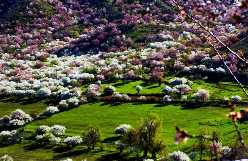 https://mdw-travel-data-us-east-1.s3.amazonaws.com/img/country/China/Apricot-Blossom-Valley/img_03.jpg