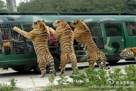 https://mdw-travel-data-us-east-1.s3.amazonaws.com/img/country/China/Badaling-Wildlife-World/img_02.jpg