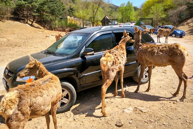 https://mdw-travel-data-us-east-1.s3.amazonaws.com/img/country/China/Badaling-Wildlife-World/img_03.jpg