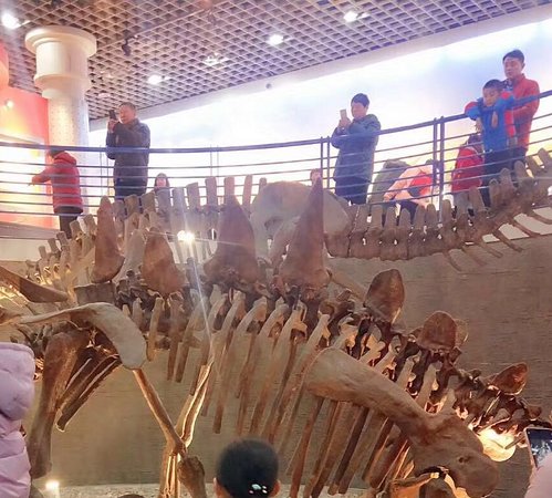 https://mdw-travel-data-us-east-1.s3.amazonaws.com/img/country/China/Beijing-Museum-of-Natural-History/img_04.jpg