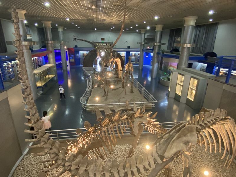 https://mdw-travel-data-us-east-1.s3.amazonaws.com/img/country/China/Beijing-Museum-of-Natural-History/img_05.jpg