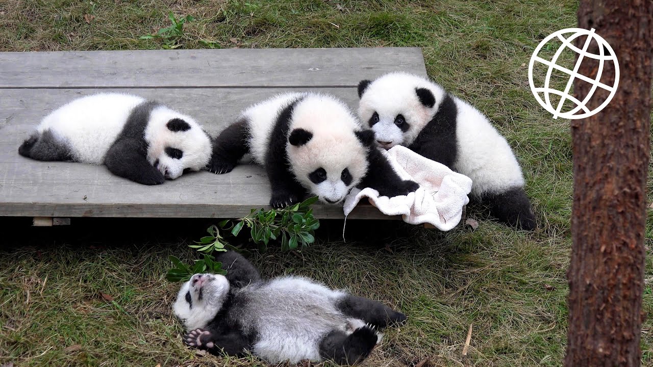 https://mdw-travel-data-us-east-1.s3.amazonaws.com/img/country/China/Chengdu-Research-Base-of-Giant-Panda-Breeding/img_02.jpg