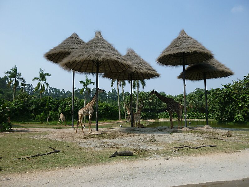 https://mdw-travel-data-us-east-1.s3.amazonaws.com/img/country/China/Chimelong-Safari-Park/img_02.jpg