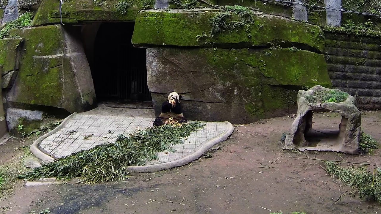 https://mdw-travel-data-us-east-1.s3.amazonaws.com/img/country/China/Chongqing-Safari-Park/img_01.jpg