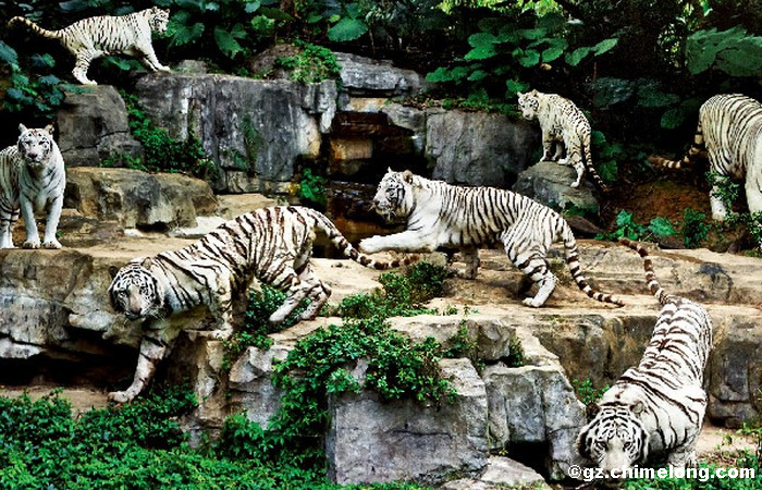 https://mdw-travel-data-us-east-1.s3.amazonaws.com/img/country/China/Chongqing-Safari-Park/img_02.jpg