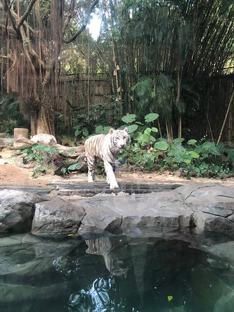https://mdw-travel-data-us-east-1.s3.amazonaws.com/img/country/China/Chongqing-Safari-Park/img_03.jpg