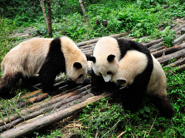 https://mdw-travel-data-us-east-1.s3.amazonaws.com/img/country/China/Chongqing-Zoo/img_02.jpg