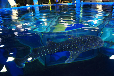 https://mdw-travel-data-us-east-1.s3.amazonaws.com/img/country/China/Dalian-Aquarium/img_03.jpg