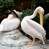 https://mdw-travel-data-us-east-1.s3.amazonaws.com/img/country/China/Dalian-Forest-Zoo/img_02.jpg