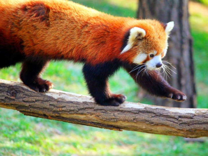 https://mdw-travel-data-us-east-1.s3.amazonaws.com/img/country/China/Dalian-Forest-Zoo/img_03.jpg